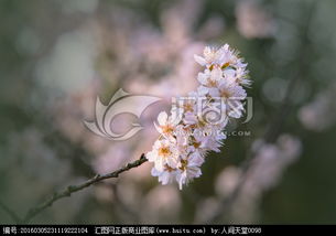 单瓣樱花

