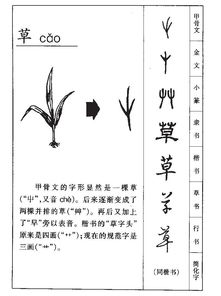草的笔顺怎么写