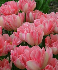 世界名花
