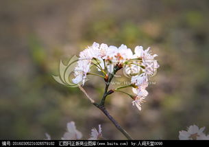 我们平常吃的樱桃是日本国花樱花的树结的果实吗?两者有什么区别?_百度