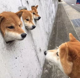 三个犬
