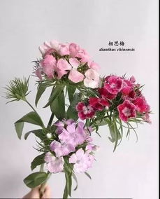 花英文怎么读 花的英语怎么说