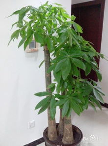 金钱树多久浇一次水
