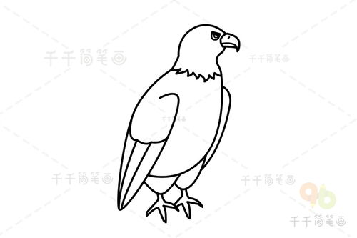 老鹰怎么画?