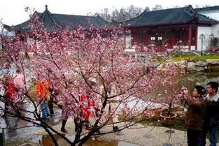 中国梅花最多的地方在哪里?