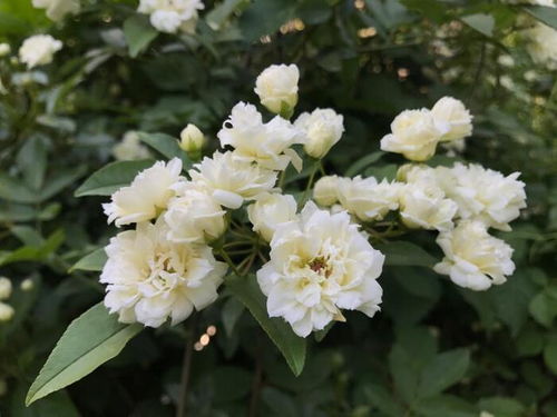 木香花的种植养护方法
