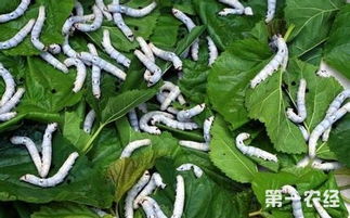 养蚕一般分哪三个步骤