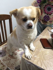 三个犬念什么字 三个犬怎么读