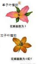 双子叶植物和单子叶植物的区别