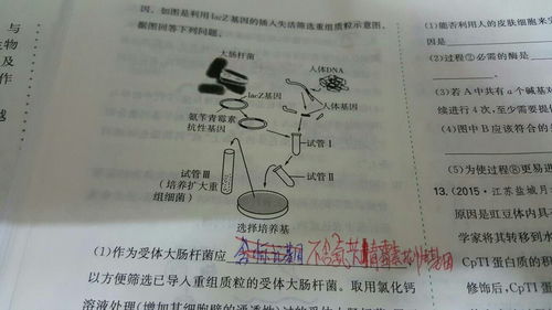 标记基因的作用
