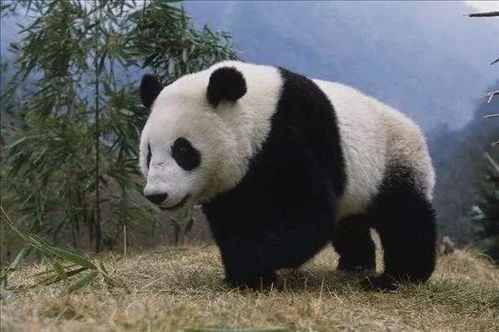 panda怎么读