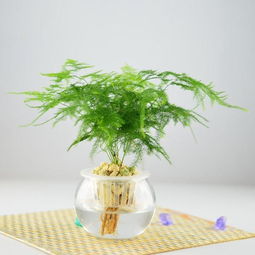怎样养文竹 文竹的养殖方法