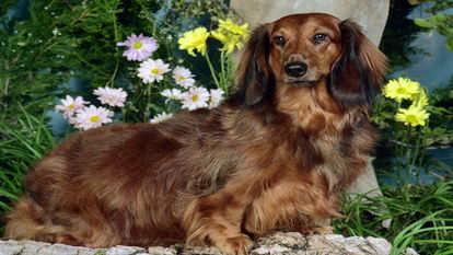 长毛犬
