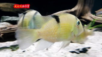 食土鲷
