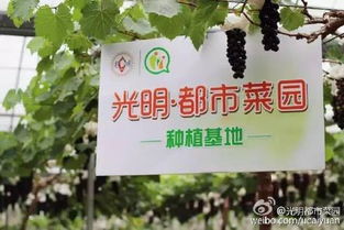 都市菜园和光明都市菜园是一家还是两家?经常听到人提起,但是分不清