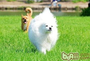 长毛小型犬有哪些