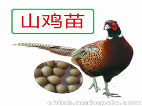人钱蛋鸡
