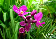 新加坡的国花是什么

