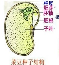 双子叶植物和单子叶植物的区别
