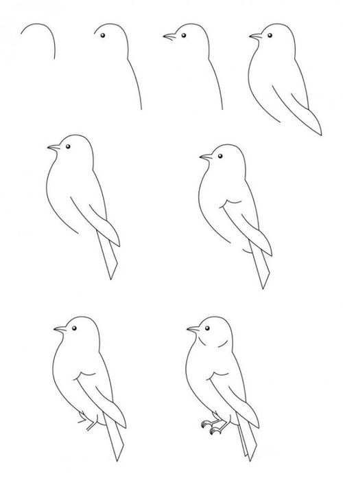 画鸟怎么画
