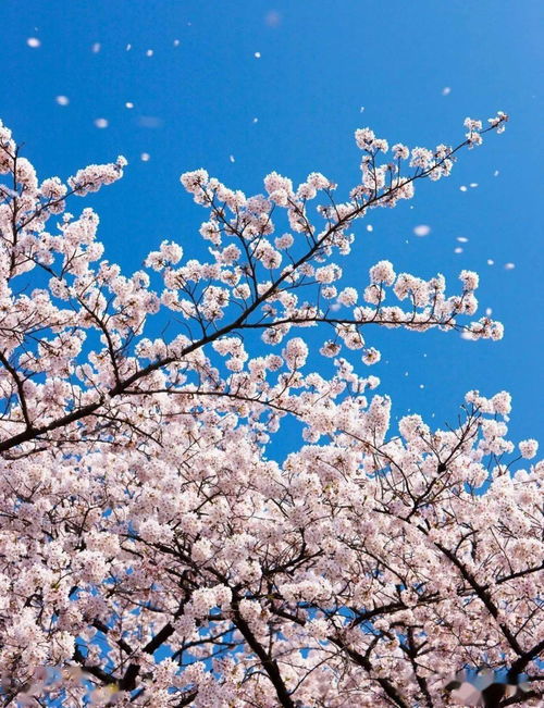 樱花的英语