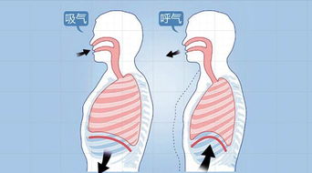 什么叫做腹式呼吸?
