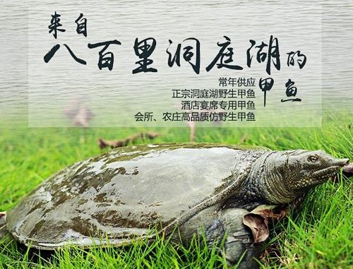 生态甲鱼
