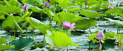 接天莲叶无穷碧

