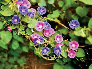 牵牛花怎么种
