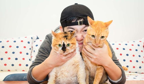养猫注意事项
