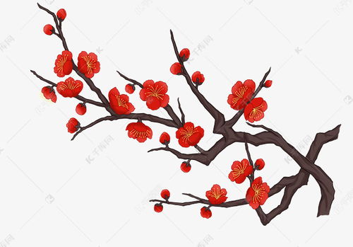梅花的资料
