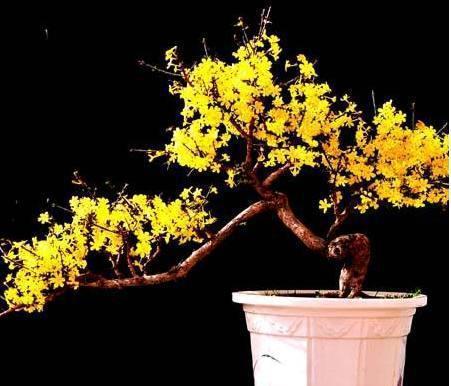 迎春花盆景如何造型 给迎春花盆景造型的方法有哪些