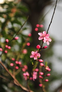 三月有什么花开