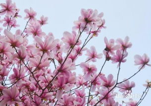 三月什么花开
