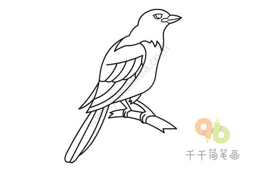 寒号鸟和喜鹊的家各自在什么地方?怎么把它们画出来!
