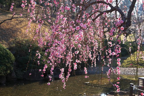 详解:桃花劫是什么意思?