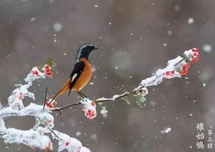 雉怎么读