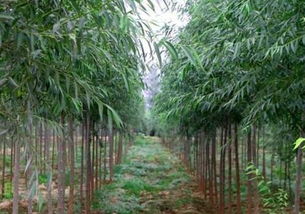 种植竹柳是骗局吗?有谁解释下?