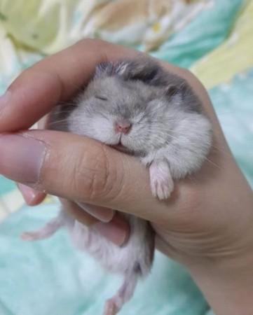 冬天仓鼠伪冬眠怎么办