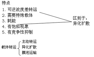 被动转运
