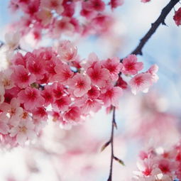樱花英语
