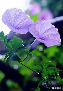 怎么种牵牛花