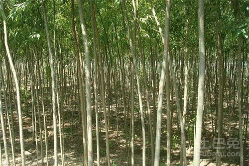 竹柳树
