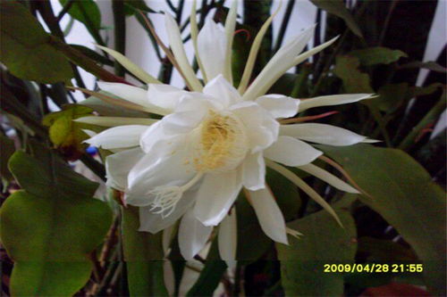 昙花一现只为韦陀
