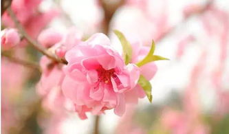 桃花灼灼什么意思