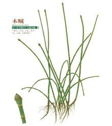 木贼的功效与作用及食用方法