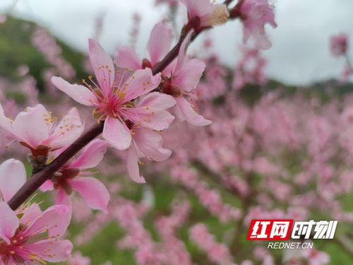 桃花灼灼什么意思
