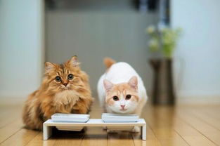 猫可以吃鸡蛋嘛