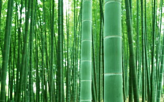 竹子的样子

