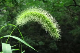 狗尾巴花

